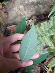 Triadica cochinchinensis