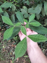 Alstonia muelleriana