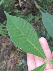 Alstonia muelleriana