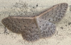 Idaea philocosma
