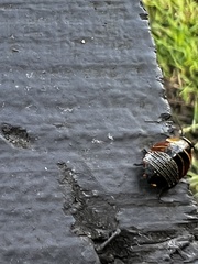 Ellipsidion australe