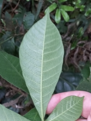 Alstonia muelleriana