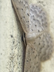 Idaea philocosma