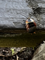 Ellipsidion australe