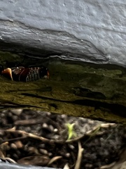 Ellipsidion australe