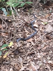 Stegonotus australis