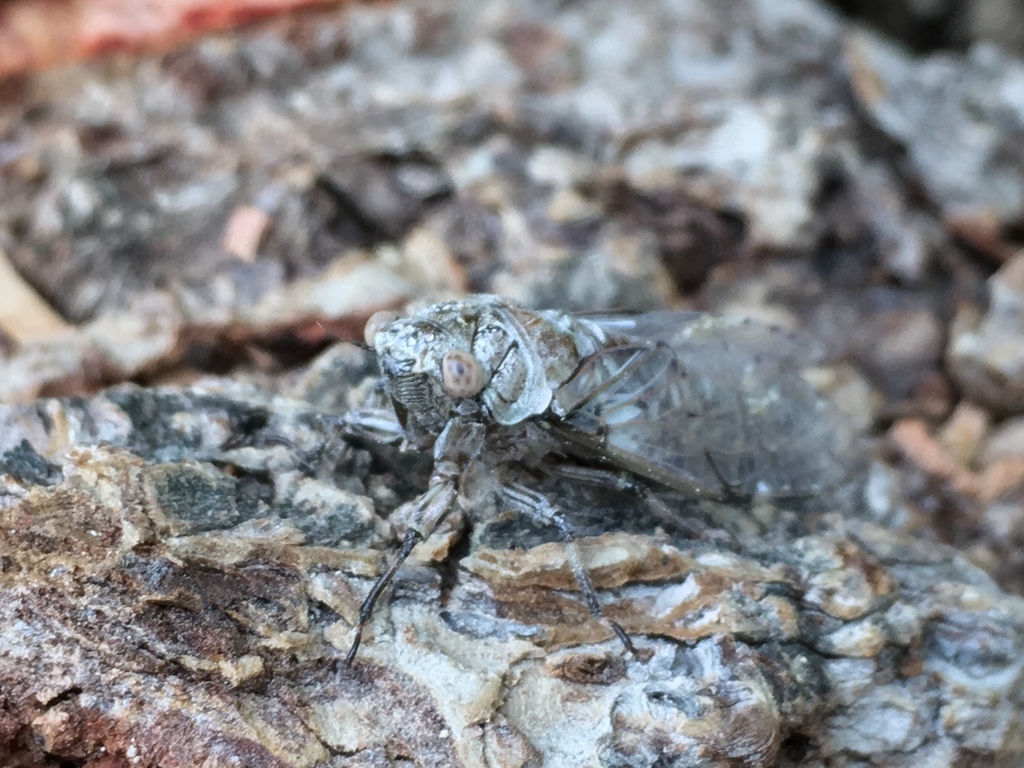 Caribbean Lichen Cicada
