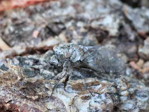 Caribbean Lichen Cicada