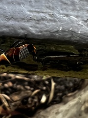 Ellipsidion australe