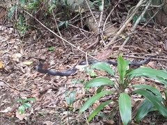 Stegonotus australis