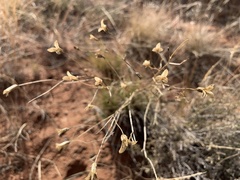 Ipomopsis longiflora