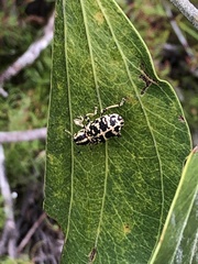 Chrysolopus spectabilis