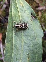 Chrysolopus spectabilis