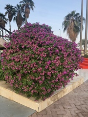 Bougainvillea spectabilis