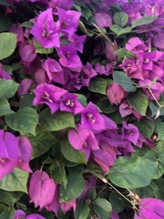 Bougainvillea spectabilis