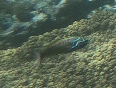Thalassoma quinquevittatum
