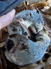 Pseudoinonotus dryadeus