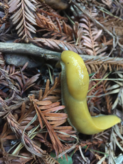 Ariolimax dolichophallus