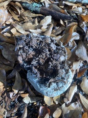 Pseudoinonotus dryadeus