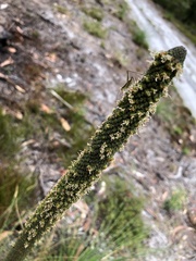 Polichne