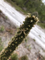 Polichne