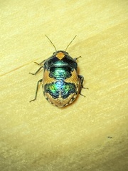 Choerocoris paganus