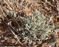 Astragalus