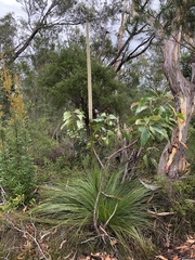 Xanthorrhoea johnsonii