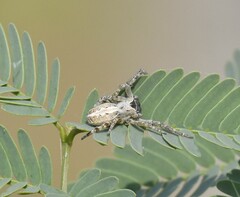 Stegodyphus sarasinorum