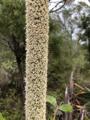 Xanthorrhoea johnsonii