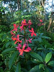 Epidendrum radicans