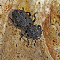 Phloeodes diabolicus