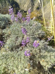 Lupinus albifrons