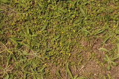 Ornithopus compressus