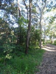 Eucalyptus botryoides