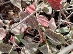 Eriogonum jamesii