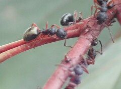 Dolichoderus scabridus