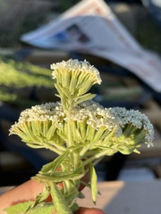 Stevia serrata serrata