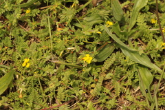 Ornithopus compressus