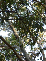 Eucalyptus botryoides
