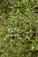 Kunzea tenuicaulis