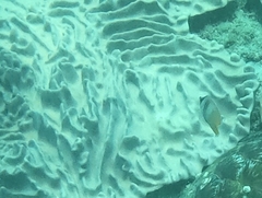 Chaetodon kleinii