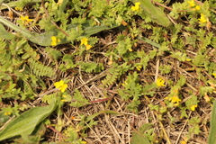 Ornithopus compressus