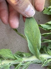 Stevia serrata serrata