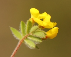 Ornithopus compressus