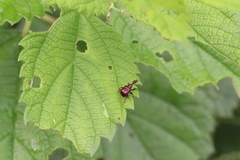 Paratrachelophorus nodicornis