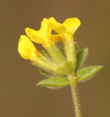 Ornithopus compressus