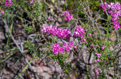 Hypocalymma robustum