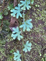 Selaginella uncinata