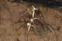 Caladenia dimidia